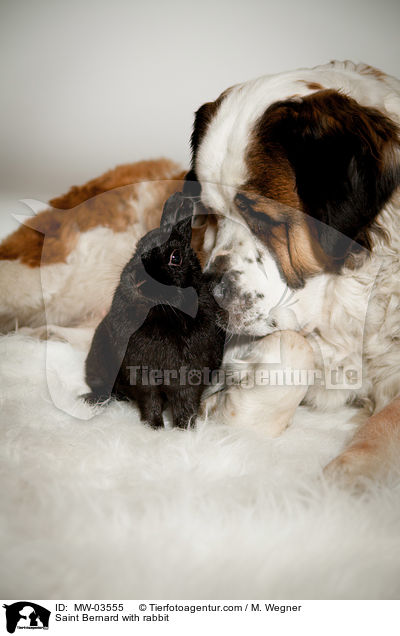 Saint Bernard with rabbit / MW-03555