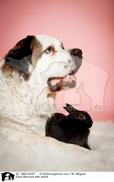Saint Bernard with rabbit / MW-03557