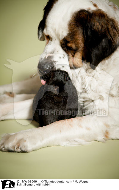 Saint Bernard with rabbit / MW-03566