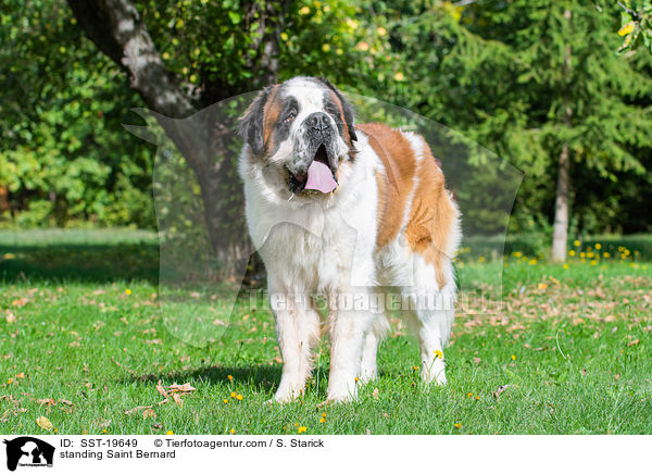 stehender Bernhardiner / standing Saint Bernard / SST-19649