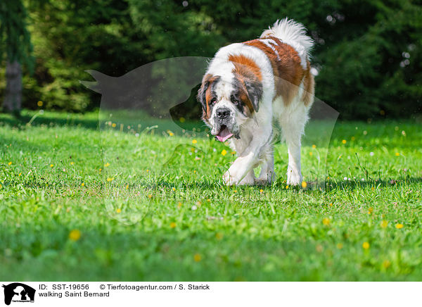 laufender Bernhardiner / walking Saint Bernard / SST-19656