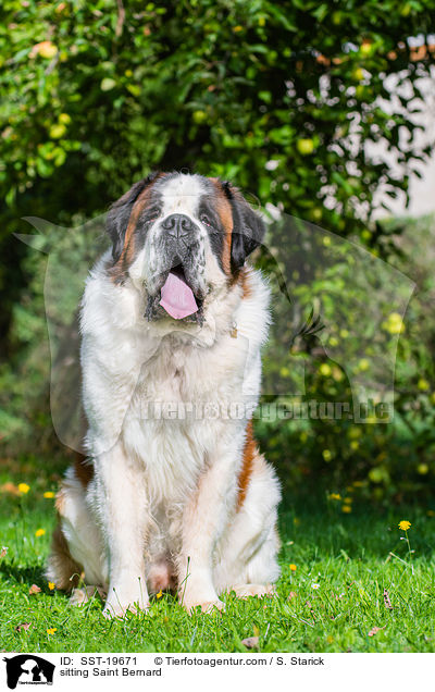 sitzender Bernhardiner / sitting Saint Bernard / SST-19671