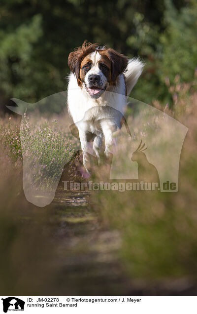 rennender Bernhardiner / running Saint Bernard / JM-02278