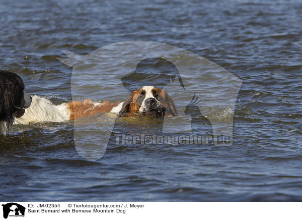 Saint Bernard with Bernese Mountain Dog / JM-02354