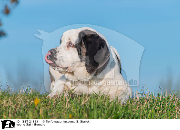 young Saint Bernard / SST-21813