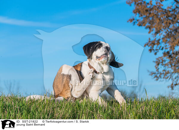 young Saint Bernard / SST-21822