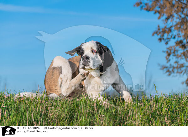 young Saint Bernard / SST-21824