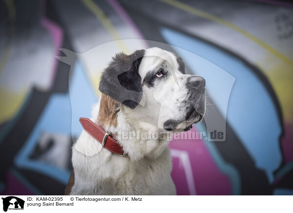 junger Bernhardiner / young Saint Bernard / KAM-02395
