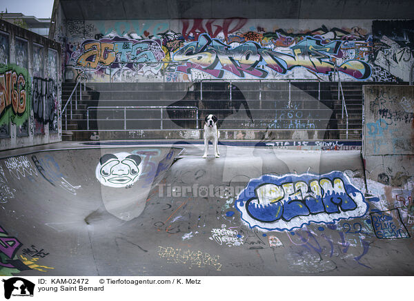 young Saint Bernard / KAM-02472