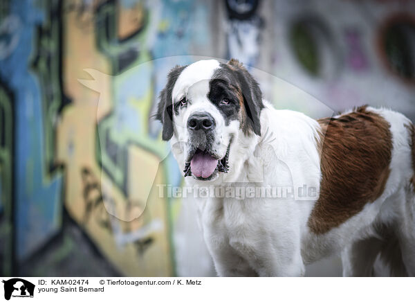 junger Bernhardiner / young Saint Bernard / KAM-02474