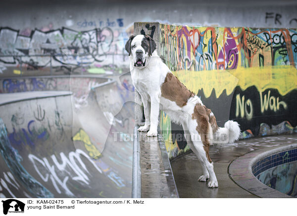 junger Bernhardiner / young Saint Bernard / KAM-02475