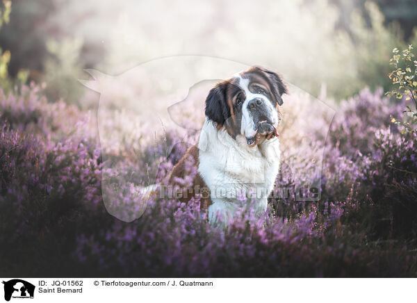Bernhardiner / Saint Bernard / JQ-01562