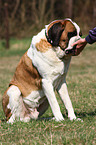 Shorthaired Saint Bernard
