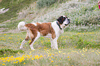 Saint Bernard