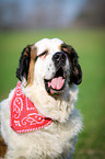 St. Bernard on meadow