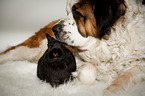 Saint Bernard with rabbit