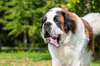 Saint Bernard