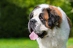 Saint Bernard portait