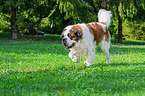 walking Saint Bernard