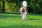 walking Saint Bernard