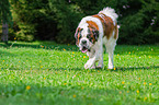 walking Saint Bernard