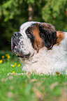 lying Saint Bernard