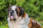 Saint Bernard portait