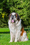 sitting Saint Bernard