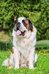sitting Saint Bernard