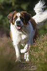 walking Saint Bernard
