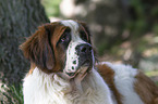 Saint Bernard portrait