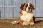 young Saint Bernard