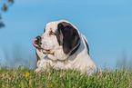young Saint Bernard