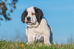 young Saint Bernard