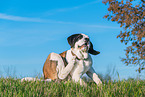 young Saint Bernard