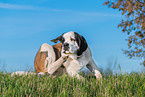 young Saint Bernard