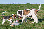 Saint Bernard