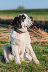young Saint Bernard