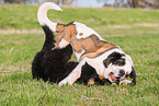 Saint Bernard