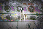 young Saint Bernard