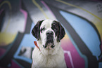 young Saint Bernard