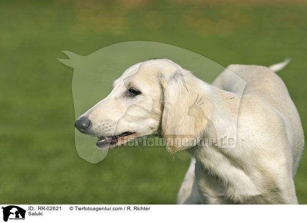 Saluki / Saluki / RR-02621