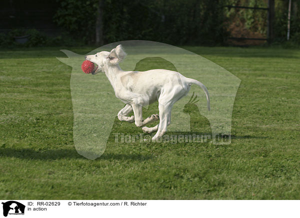 in action / RR-02629