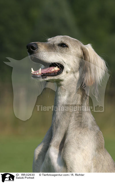 Saluki Portrait / Saluki Portrait / RR-02630