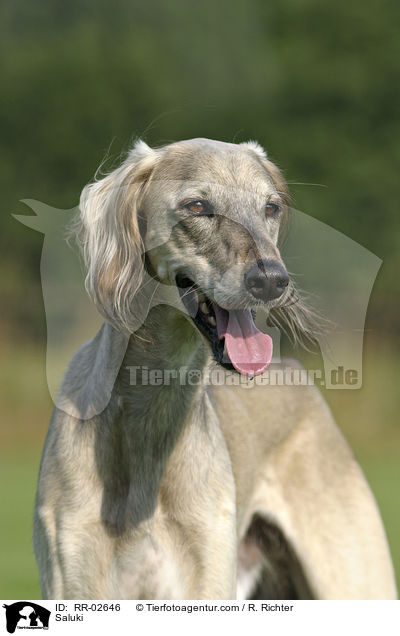 Saluki / RR-02646