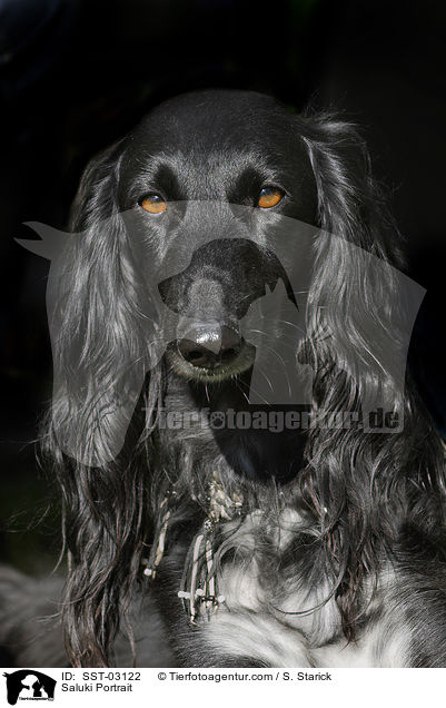 Saluki Portrait / SST-03122