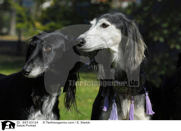 Saluki Portrait / SST-03124