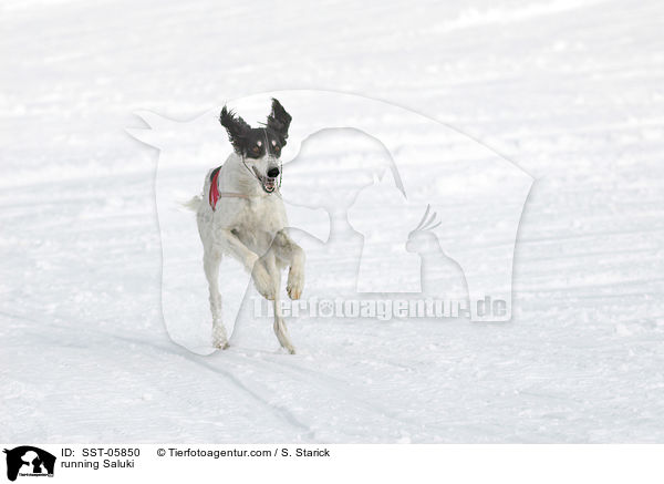 running Saluki / SST-05850