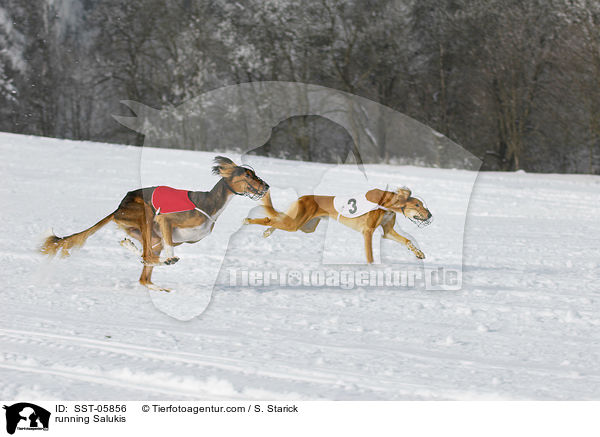 running Salukis / SST-05856