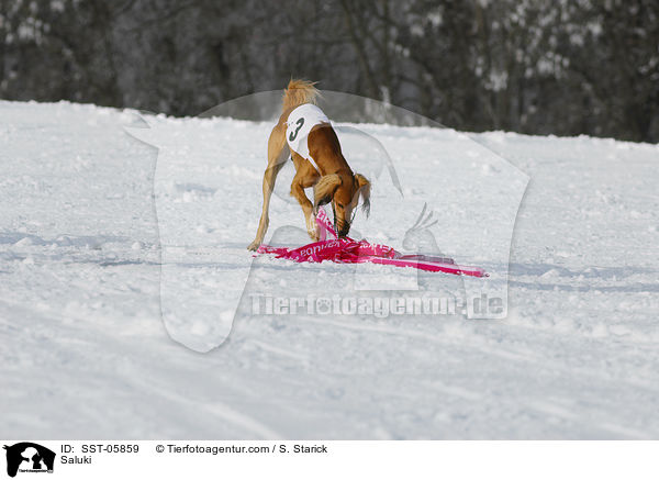 Saluki / SST-05859